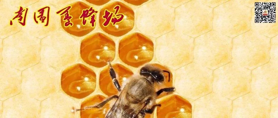 蜂蜜美容护肤小窍门 蜂蜜的好处 蜂蜜什么时候喝好 蜂蜜水 自制蜂蜜柚子茶