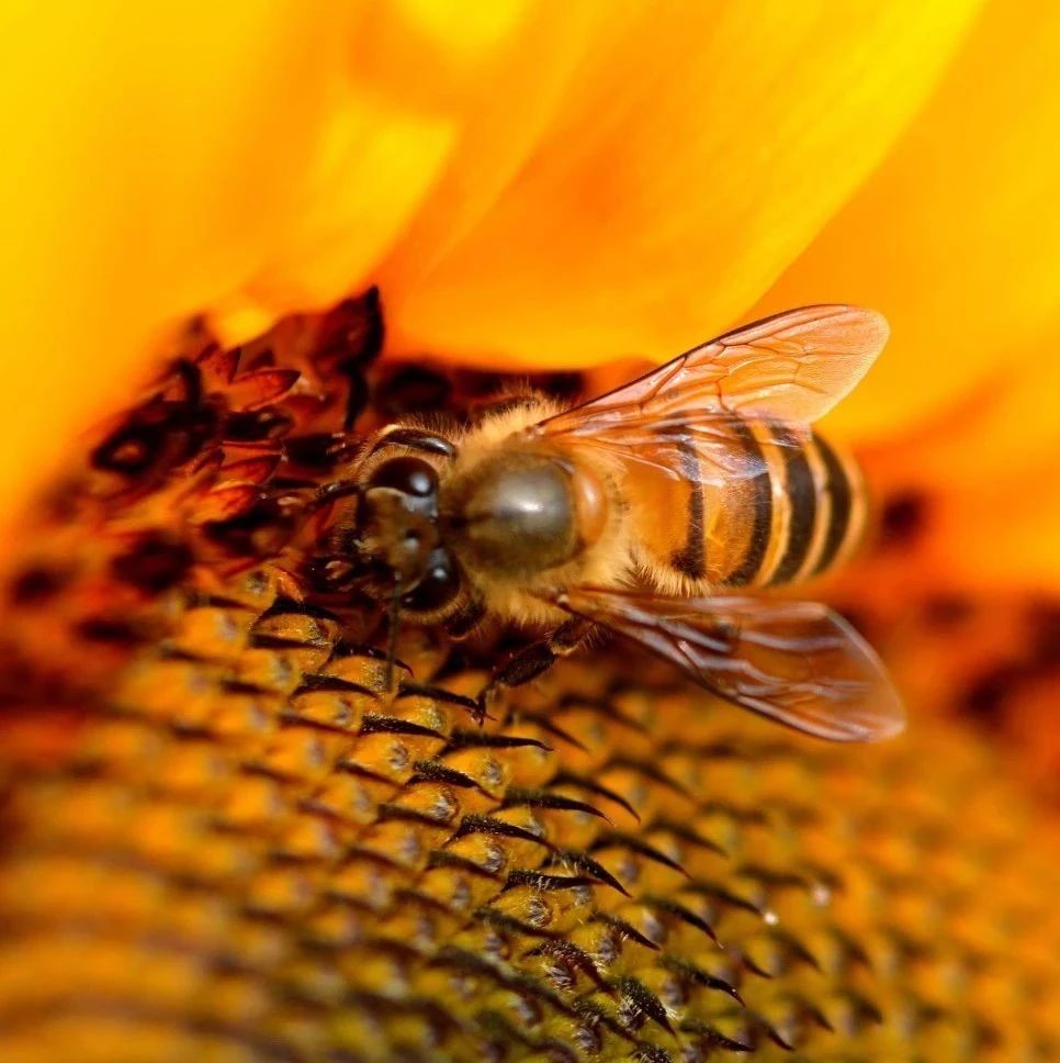 蜂蜜洗脸的正确方法 蜂蜜配生姜的作用 蜂蜜美容护肤小窍门 蜜蜂养殖 牛奶蜂蜜可以一起喝吗