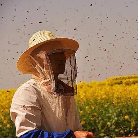 蜂蜜敷脸 蜂蜜的作用与功效减肥 冠生园蜂蜜价格 蜂蜜的副作用 manuka蜂蜜