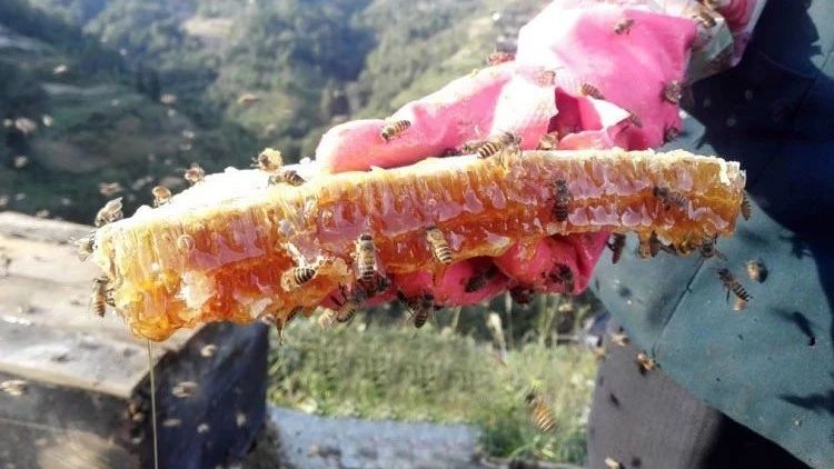 什么蜂蜜好 蜂蜜的好处 蜜蜂养殖加盟 怎样养蜜蜂 蜂蜜能减肥吗
