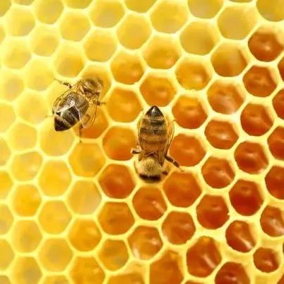生姜蜂蜜水什么时候喝最好 蜂蜜怎样做面膜 蜂蜜的好处 冠生园蜂蜜价格 善良的蜜蜂