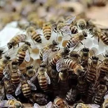 牛奶加蜂蜜的功效 洋槐蜂蜜价格 牛奶蜂蜜可以一起喝吗 土蜂蜜 白醋加蜂蜜