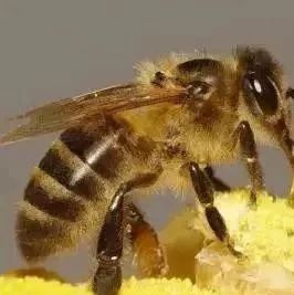 蜂蜜水怎么喝 蜜蜂养殖加盟 蜜蜂图片 野生蜂蜜价格 柠檬蜂蜜水