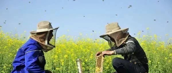 高血糖吃蜂蜜 蜂蜜的好处 被蜜蜂蛰了怎么办 蜂蜜去痘印 喝蜂蜜水的最佳时间