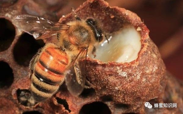 蜂蜜洗脸的正确方法 蜜蜂养殖视频 冠生园蜂蜜价格 养蜜蜂工具 蜂蜜水