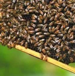 蜜蜂养殖视频 蜂蜜生姜茶 蜜蜂养殖技术 manuka蜂蜜 蜂蜜怎样祛斑