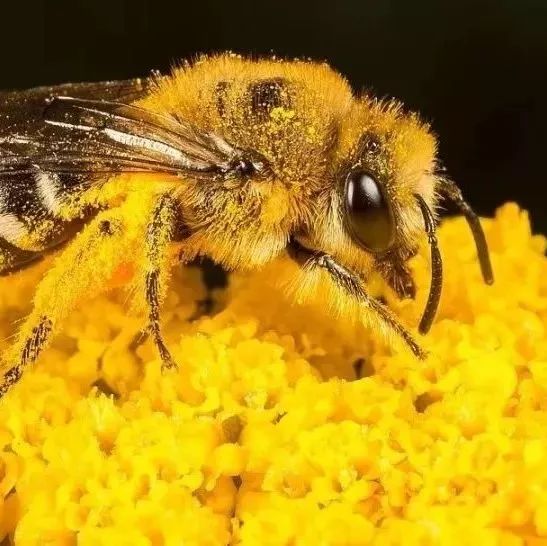 蜂蜜加醋的作用 怎样用蜂蜜做面膜 蜂蜜怎样祛斑 哪种蜂蜜最好 蜂蜜白醋水