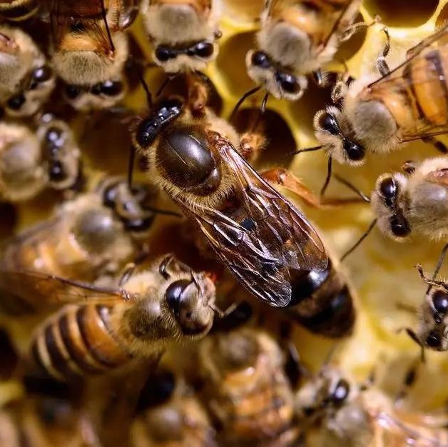 蜜蜂吃什么 养蜜蜂的方法 蜂蜜祛斑方法 蜂蜜 生姜蜂蜜