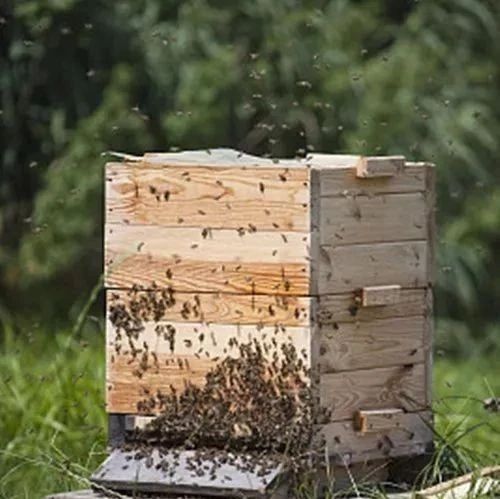 怎么引蜜蜂养蜜蜂 蜜蜂怎么养 蜂蜜的作用与功效减肥 什么蜂蜜最好 喝蜂蜜水的最佳时间
