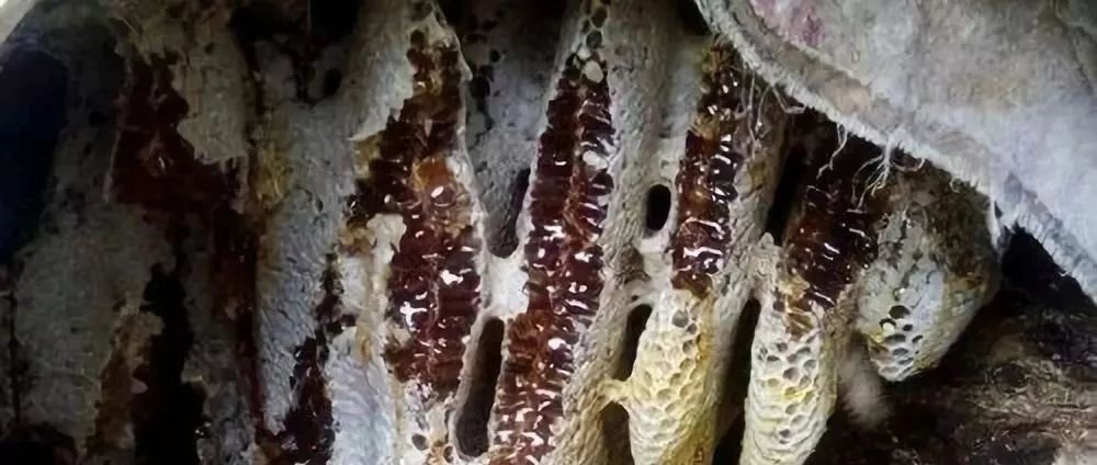 蜜蜂吃什么 中华蜜蜂 蜂蜜瓶 manuka蜂蜜 冠生园蜂蜜价格