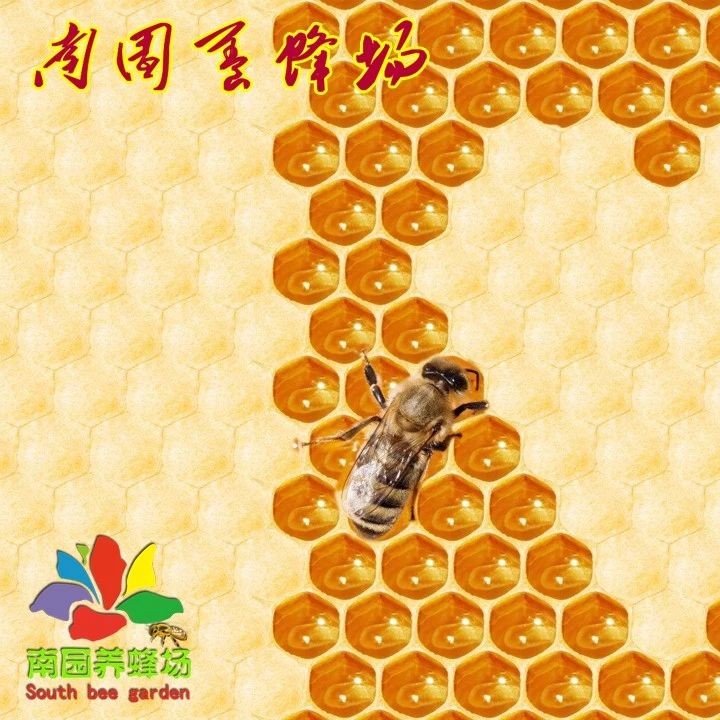 蜜蜂养殖视频 蜜蜂怎么养 蜂蜜的好处 蜂蜜水果茶 蛋清蜂蜜面膜的功效