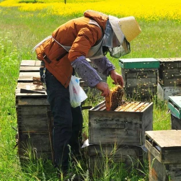 每天喝蜂蜜水有什么好处 蜂蜜治咽炎 蜂蜜的好处 中华蜜蜂蜂箱 蜂蜜怎样做面膜