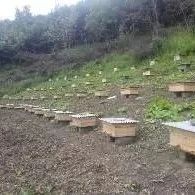 如何养蜂蜜 蜂蜜橄榄油面膜 蜂蜜怎样祛斑 冠生园蜂蜜价格 汪氏蜂蜜怎么样