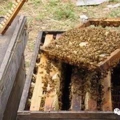 高血糖吃蜂蜜 蜜蜂吃什么 生姜蜂蜜水 牛奶加蜂蜜的功效 蜂蜜的作用与功效禁忌