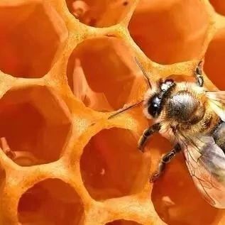 蜜蜂吃什么 蜂蜜不能和什么一起吃 蜂蜜怎样祛斑 蜂蜜什么时候喝好 汪氏蜂蜜怎么样