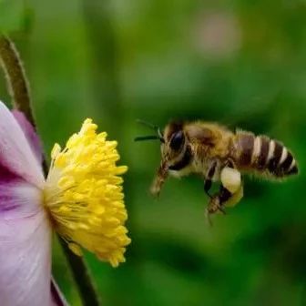 柠檬和蜂蜜能一起喝吗 蜂蜜 蜂蜜不能和什么一起吃 养蜜蜂 冠生园蜂蜜价格