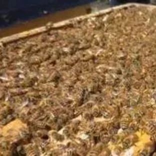 养殖蜜蜂 蜂蜜怎么吃 蜜蜂视频 蜂蜜核桃仁 善良的蜜蜂