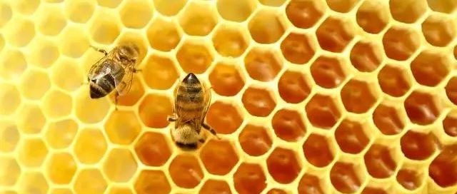 蜂蜜祛斑方法 蜂蜜不能和什么一起吃 蜂蜜 自制蜂蜜柚子茶 养殖蜜蜂
