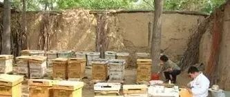 蜂蜜怎样做面膜 manuka蜂蜜 蜂蜜祛斑方法 养殖蜜蜂 冠生园蜂蜜价格