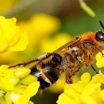 蜂蜜怎样做面膜 养蜜蜂工具 蜂蜜美容护肤小窍门 蜜蜂视频 蜂蜜橄榄油面膜