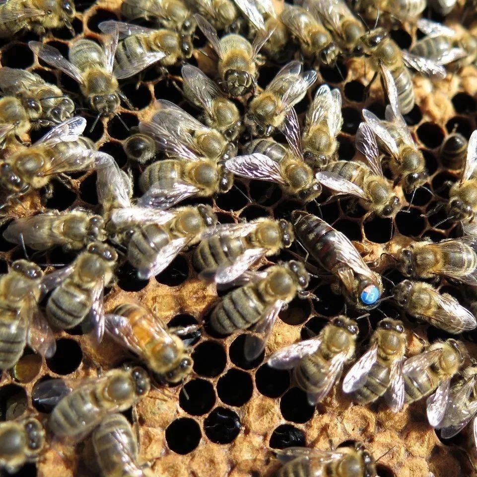 蜂蜜不能和什么一起吃 蜜蜂 蜂蜜 生姜蜂蜜祛斑 蜂蜜