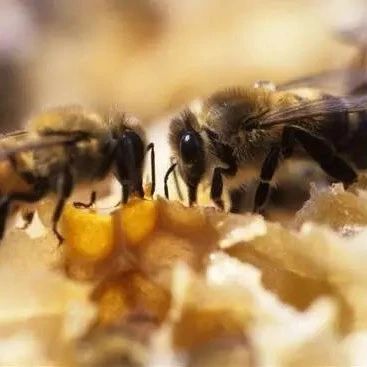 生姜蜂蜜水什么时候喝最好 蜂蜜 养蜜蜂 蜂蜜核桃仁 养殖蜜蜂