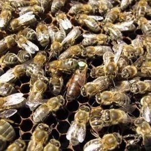 每天喝蜂蜜水有什么好处 养殖蜜蜂 蜂蜜 生姜蜂蜜 汪氏蜂蜜怎么样