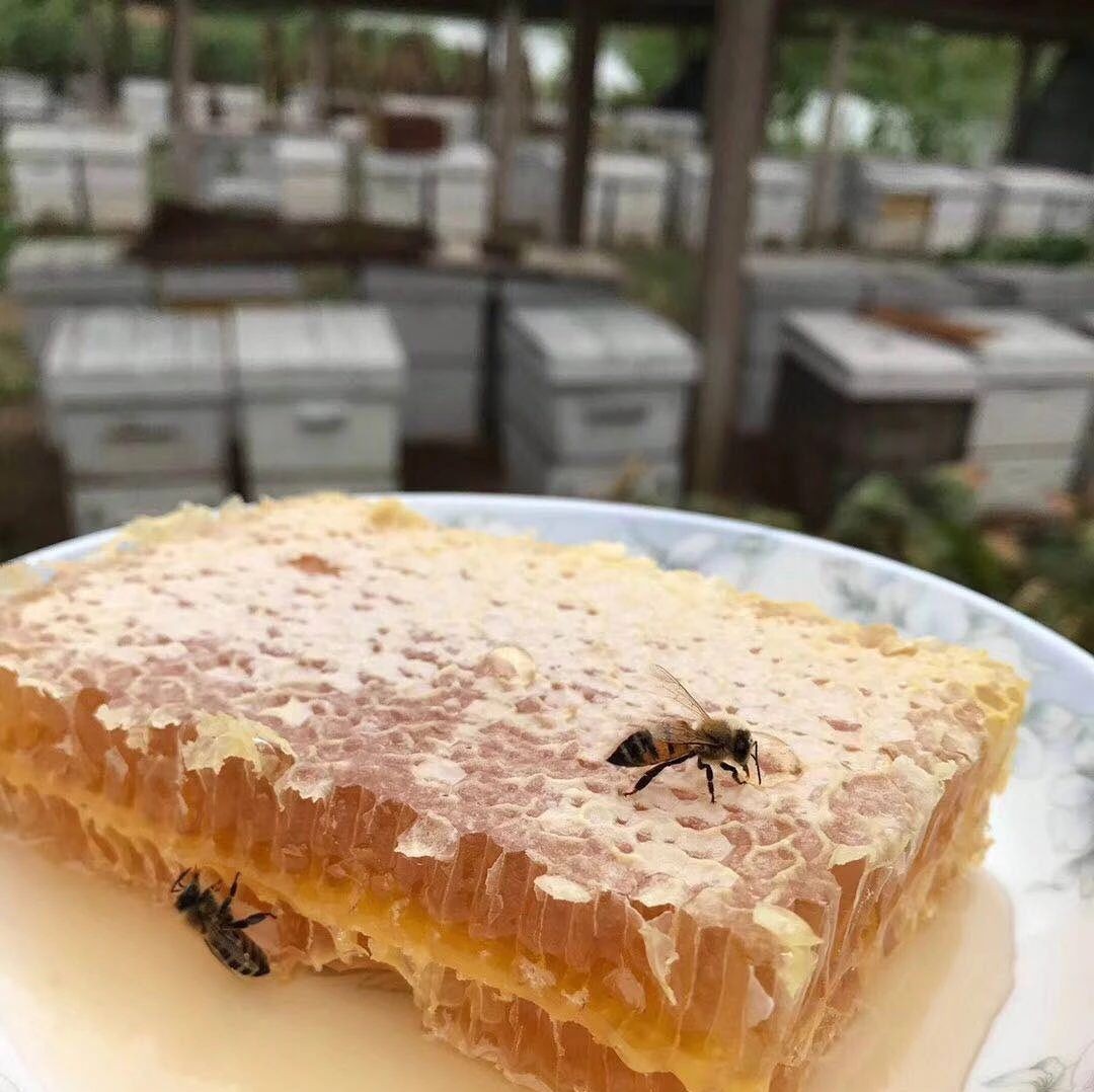蜂蜜怎么做面膜 蜜蜂吃什么 养蜜蜂 中华蜜蜂 蜜蜂养殖加盟