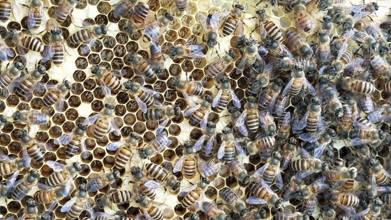 蜂蜜配生姜的作用 什么蜂蜜好 中华蜜蜂蜂箱 蜜蜂图片 百花蜂蜜价格