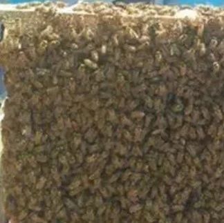 蜜蜂怎么养 蜂蜜加醋的作用 中华蜜蜂 养蜜蜂技术视频 蜂蜜去痘印