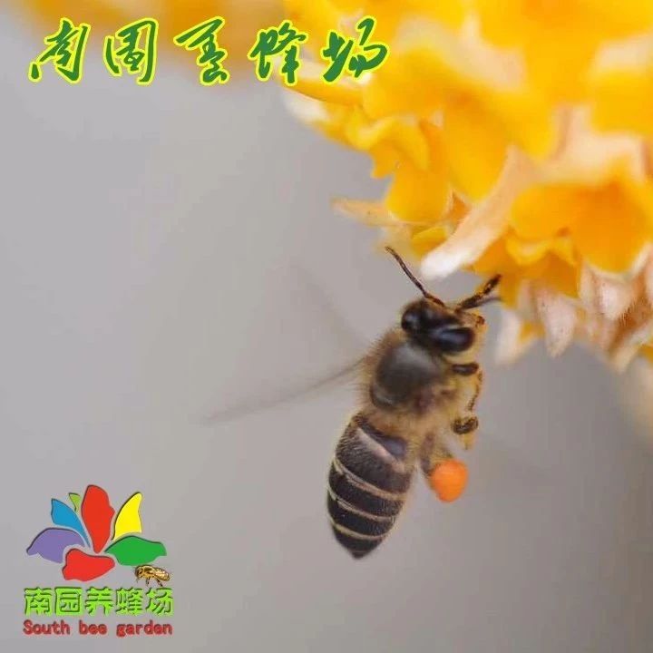 蜂蜜加醋的作用 怎么引蜜蜂养蜜蜂 蜂蜜的好处 怎样养蜜蜂它才不跑 红糖蜂蜜面膜
