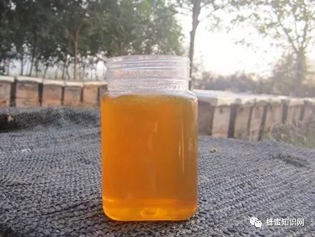 土蜂蜜的价格 蜂蜜治咽炎 养蜜蜂 汪氏蜂蜜怎么样 牛奶加蜂蜜