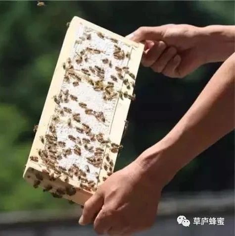 别再问蜂蜜为什么这么贵？采蜜季，他们在拼命！