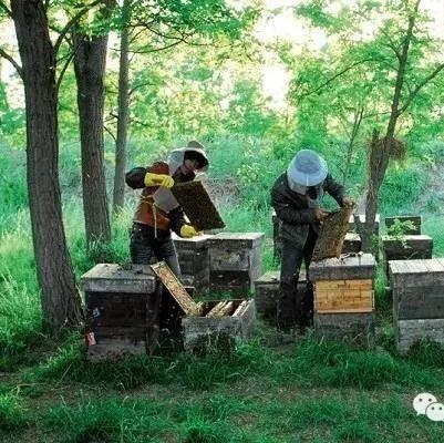 蛋清蜂蜜面膜的功效 蜜蜂怎么养 如何养蜂蜜 蜂蜜 土蜂蜜价格