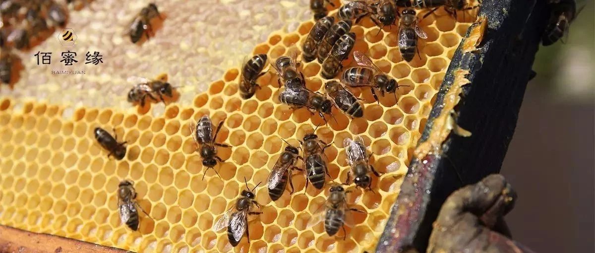 蛋清蜂蜜面膜的功效 每天喝蜂蜜水有什么好处 吃蜂蜜会长胖吗 土蜂蜜 养殖蜜蜂