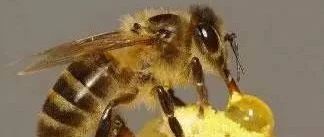 柠檬和蜂蜜能一起喝吗 蛋清蜂蜜面膜的功效 生姜蜂蜜减肥 养蜜蜂 蜂蜜能减肥吗