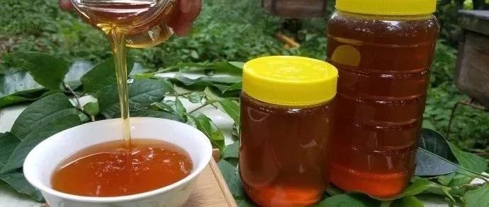 如何养蜂蜜 养蜜蜂 蚂蚁与蜜蜂漫画全集 生姜蜂蜜减肥 牛奶蜂蜜可以一起喝吗