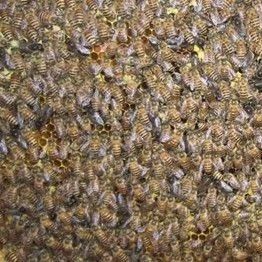 蜂蜜 蜂蜜美容护肤小窍门 蜂蜜怎样祛斑 养殖蜜蜂 蜂蜜水果茶
