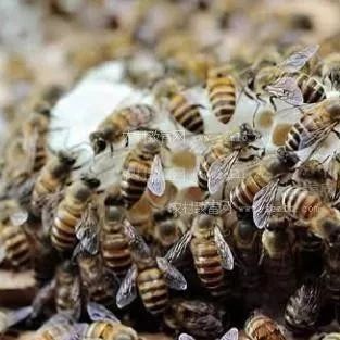 蜂蜜水怎么冲 蜂蜜生姜茶 蚂蚁与蜜蜂漫画全集 洋槐蜂蜜价格 蜂蜜的价格