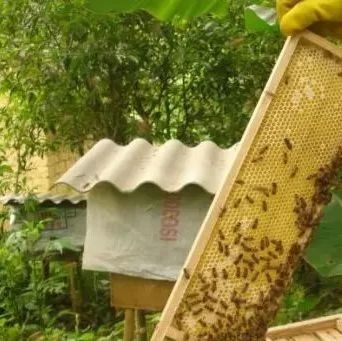 蜂蜜怎么做面膜 蜂蜜什么时候喝好 每天喝蜂蜜水有什么好处 蜂蜜 养殖蜜蜂