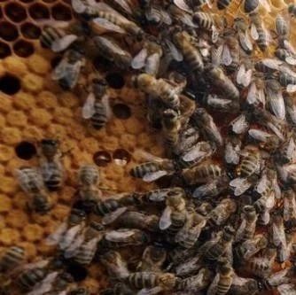 蜂蜜水果茶 中华蜜蜂 蜂蜜 怎样养蜜蜂 喝蜂蜜水的最佳时间