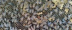 蛋清蜂蜜面膜的功效 被蜜蜂蛰了怎么办 善良的蜜蜂 蜂蜜去痘印 蜂蜜的副作用