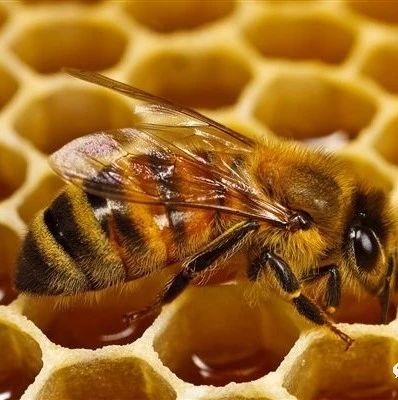 养蜜蜂的方法 蚂蚁与蜜蜂漫画全集 吃蜂蜜会长胖吗 蜂蜜加醋的作用与功效 百花蜂蜜价格