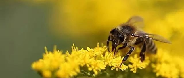 蛋清蜂蜜面膜的功效 蜂蜜什么时候喝好 如何养蜂蜜 中华蜜蜂养殖技术 蜂蜜的作用与功效减肥
