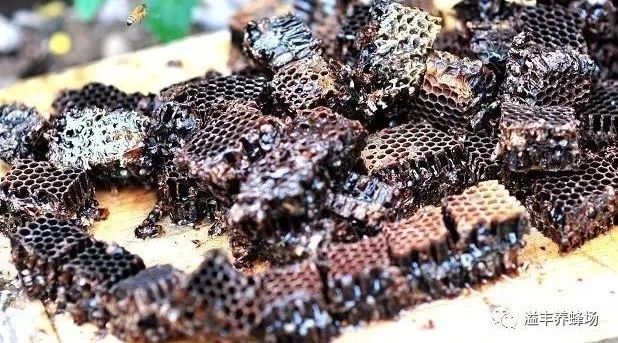 怎么引蜜蜂养蜜蜂 蜂蜜的作用与功效减肥 蜜蜂网 什么蜂蜜好 中华蜜蜂蜂箱