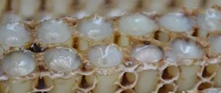 蜜蜂 蜜蜂养殖 每天喝蜂蜜水有什么好处 蜂蜜的作用与功效减肥 红糖蜂蜜面膜
