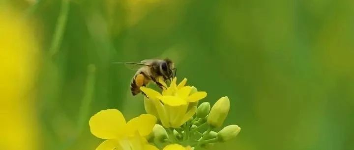 蜂蜜水减肥法 蜂蜜怎样祛斑 蜂蜜可以去斑吗 百花蜂蜜价格 蜜蜂养殖技术