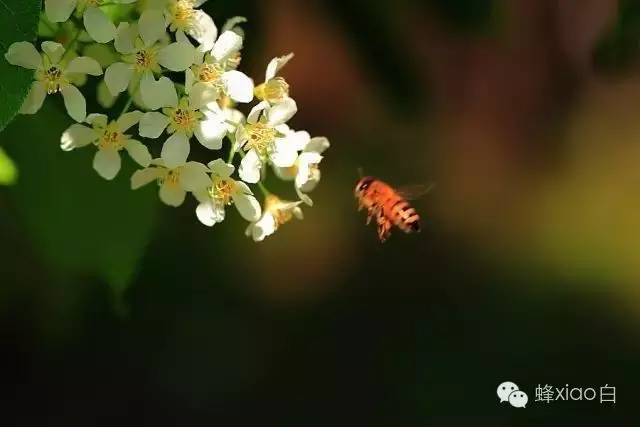 自制蜂蜜面膜 蜂蜜水怎么喝 生姜蜂蜜水 每天喝蜂蜜水有什么好处 蜜蜂养殖加盟