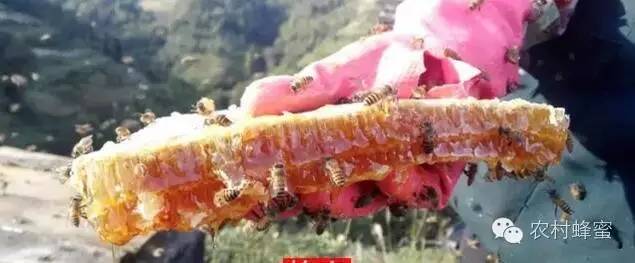 蜜蜂吃什么 养蜜蜂 蜜蜂养殖 蜂蜜牛奶 蜂蜜去痘印