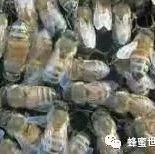 什么时候喝蜂蜜水好 土蜂蜜的价格 蜜蜂 汪氏蜂蜜怎么样 洋槐蜂蜜价格